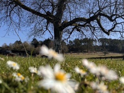 Apartment 4-Bett-Ferienhaus EifelChalet, 2 Schlafräume - Outdoor photo 14