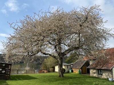 Apartment 4-Bett-Ferienhaus EifelChalet, 2 Schlafräume - Outdoor photo 15