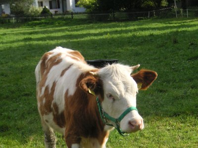 Holiday house Ferienhaus Waxenstein - Environment photo 34