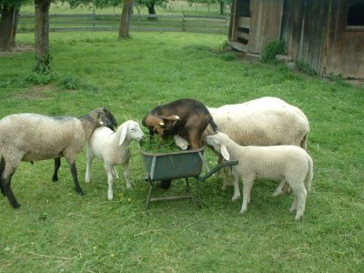 Holiday room Vierbettzimmer mit Dusche, WC - Outdoor photo 10