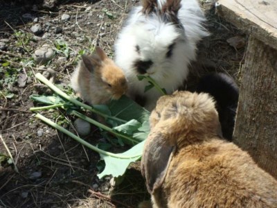 Holiday room Vierbettzimmer mit Dusche, WC - Outdoor photo 11