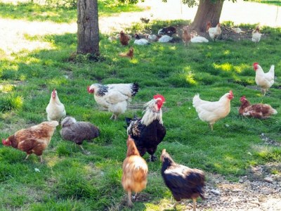 Holiday room Vierbettzimmer mit Dusche, WC - Outdoor photo 12