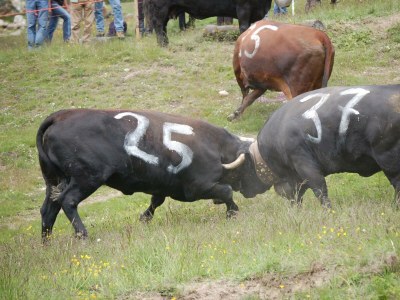 Apartment 4-Bettwohnung "Distel" - Features photo 8