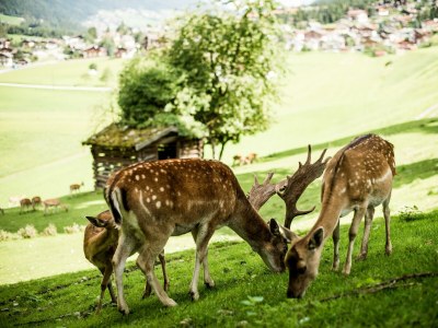 Holiday room Comfort Suite Serles Frühstück 1-3 NÄ - Outdoor photo 45