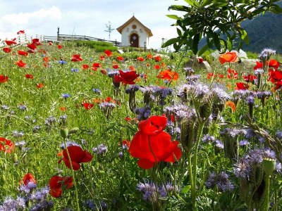 Holiday room Comfort Suite Serles Frühstück 1-3 NÄ - Outdoor photo 70