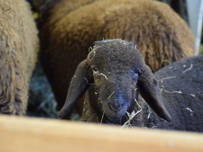 Holiday room Comfort Suite Serles Frühstück 1-3 NÄ - Outdoor photo 121