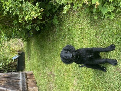 Apartment Ferienwohnung Klenkes - Outdoor photo 10