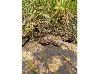 Apartment Ferienwohnung Klenkes - Outdoor photo 13