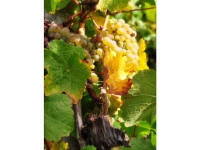 Holiday apartment Licht - Environment photo 16