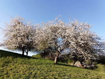 Apartment Appartement Gartenblick - Outdoor photo 7