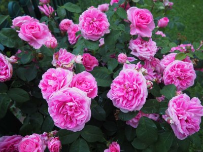 Apartment Appartement Gartenblick - Outdoor photo 8