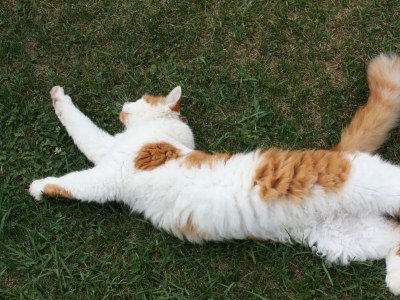 Apartment Appartement Elisa, Dusche, WC, Studio - Outdoor photo 19