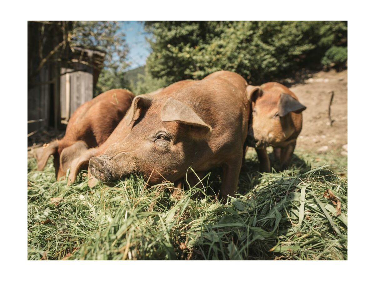 Apartment Fewo Kräutergartl - Outdoor photo 5