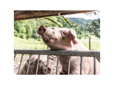 Apartment Fewo Kräutergartl - Outdoor photo 9