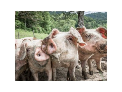 Apartment Fewo Kräutergartl - Outdoor photo 12