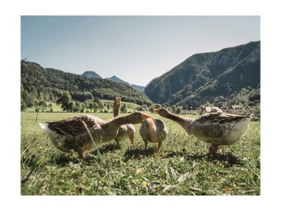 Apartment Fewo Kräutergartl - Outdoor photo 17