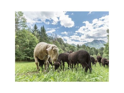 Apartment Fewo Kräutergartl - Outdoor photo 18