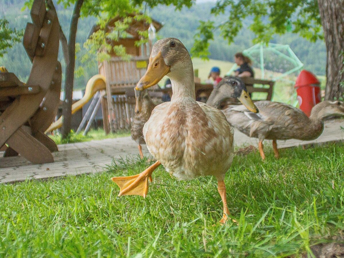 Holiday room Holzwurm - Outdoor photo 5