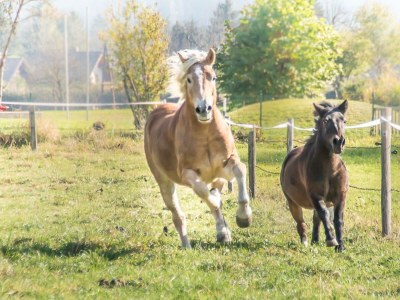 Holiday room Holzwurm - Outdoor photo 6