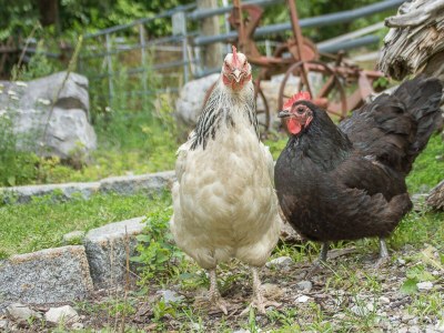 Holiday room Holzwurm - Outdoor photo 7