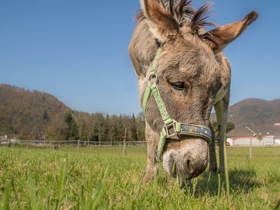 Holiday room Holzwurm - Outdoor photo 8