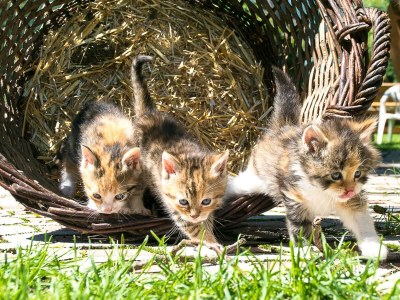Holiday room Holzwurm - Outdoor photo 13