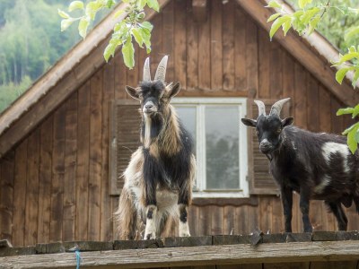 Holiday room Holzwurm - Outdoor photo 14