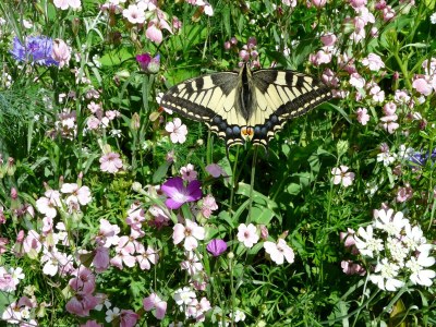 Apartment Ferienhaus, Nichtraucher - Outdoor photo 24