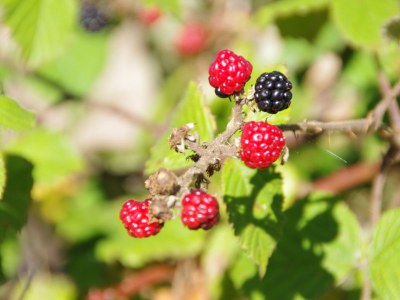 Holiday house Bullerby - Environment photo 34