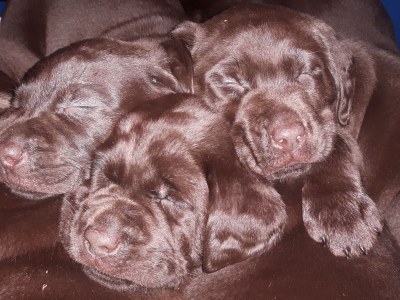 Holiday house Bullerby - Document photo 44