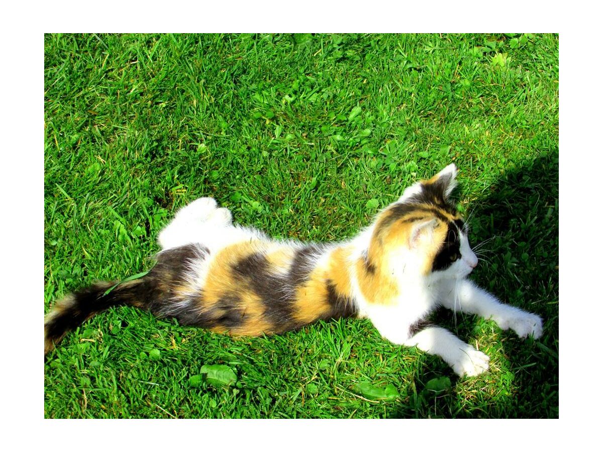 Apartment Appartement "Lackenkogel" - Outdoor photo 4