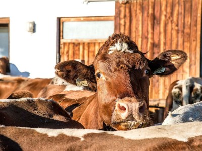 Apartment Appartement "Lackenkogel" - Outdoor photo 2