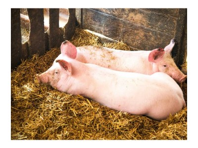 Apartment Appartement "Lackenkogel" - Outdoor photo 3