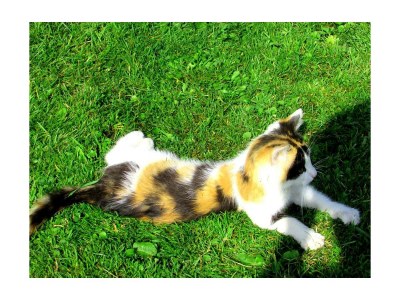 Apartment Appartement "Lackenkogel" - Outdoor photo 4