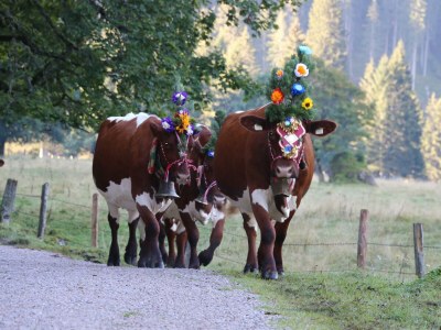 Apartment Appartement "Lackenkogel" - Outdoor photo 9