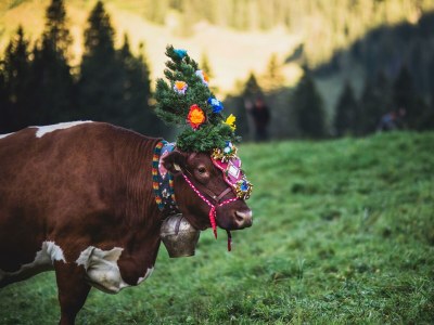Apartment Appartement "Lackenkogel" - Outdoor photo 102