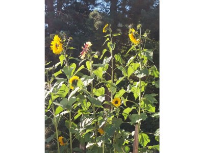 Apartment Appartement 1 - Features photo 20