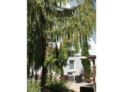 Apartment Ferienwohnung Wegst - Outdoor photo 14