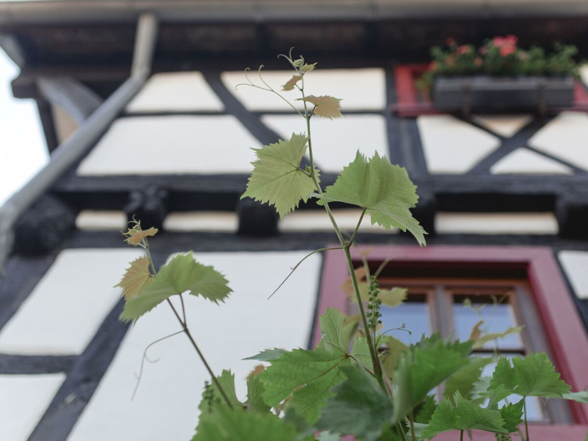 Apartment Ferienwohnung Gaby - Outdoor photo 4