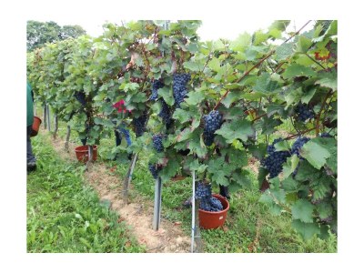 Apartment Appartement/Studio 1. OG - Outdoor photo 19