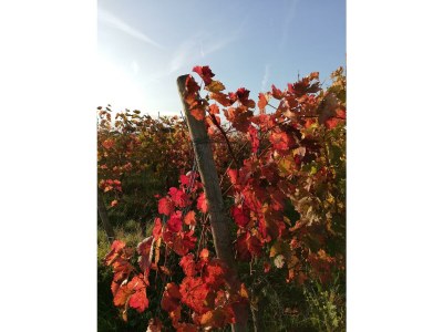 Apartment Appartement/Fewo, Dusche, WC, 1 Schlafraum - Outdoor photo 12