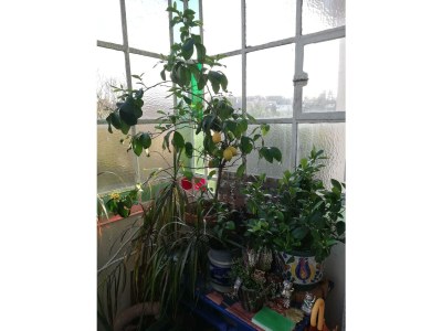 Apartment 6-Bett-Ferienhaus in Müschenbach - Apartment