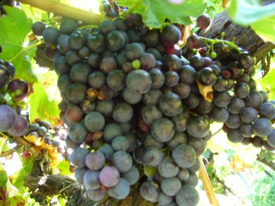 Apartment Ferienhaus, Dusche und Bad, WC, 2 Schlafräume - Outdoor photo 15