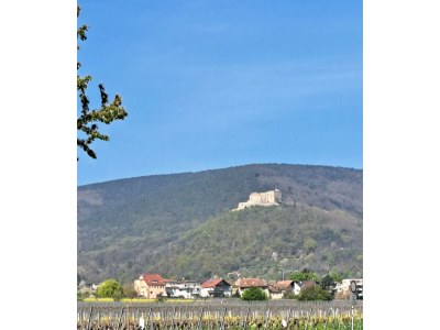 Apartment Ferienwohnung Grasmück - Outdoor photo 10