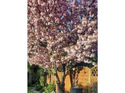 Apartment Ferienwohnung Grasmück - Outdoor photo 14