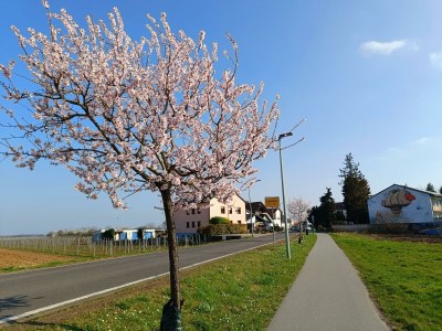 Apartment FeWo Herzlich inmitten der Weinreben - Outdoor photo 11