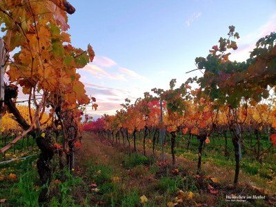 Apartment FeWo Herzlich inmitten der Weinreben - Outdoor photo 25