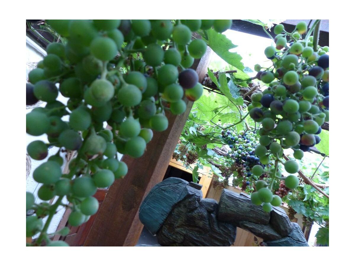 Apartment Noltenius - Outdoor photo 5