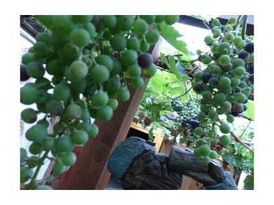 Apartment Noltenius - Outdoor photo 5