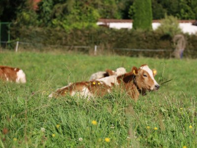 Holiday room Ferienwohnung Inntalpanorama - Outdoor photo 9